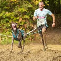 I-DogX-Back Phoenix ALM - Harnais pour chien